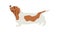 Basset Hound Dog Flat vector illustration