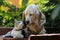 Basset hound dog and kitten love each other