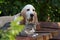 Basset hound dog and kitten resting together