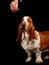 Basset hound dog looking at a treat