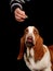 Basset hound dog looking at a treat