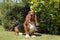 Basset Hound dog purebred seated on the grass