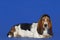 Basset Hound Dog Relaxing