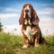 Basset Hound dog sitting on the green meadow in a summer green field. Portrait of Basset Hound dog sitting on the grass with