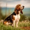 Basset Hound dog sitting on the green meadow in a summer green field. Portrait of Basset Hound dog sitting on the grass with