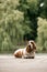 Basset hound dog standing lay on dock berth. river and forest back ground