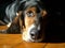 Basset hound dog thinkinging and chiling
