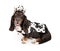 Basset Hound Dog Wearing a Cowboy Outfit