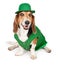 Basset Hound Dog Wearing St Patricks Day Outfit