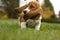 Basset Hound Ear\'s Blowing in the wind