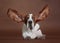 Basset hound ears dog
