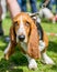 Basset Hound face portrait with big ears hanging down. Looking up. big eyes front view