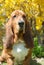 Basset Hound head purebred dog