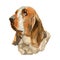 The Basset hound isolated on white background watercolor dog portrait