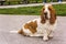 Basset hound pet dog posing in a park