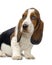 Basset Hound Puppy