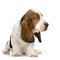 Basset Hound Puppy