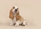 Basset hound puppy on a creme background looking up