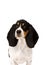 Basset Hound Puppy Isolated on a White Background