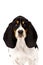 Basset Hound Puppy Isolated on a White Background