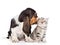 Basset hound puppy kissing tiny kitten. on white