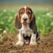 Basset Hound puppy sitting on the green meadow in summer green field. Portrait of a cute Basset Hound pup sitting on the grass