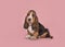 Basset hound puppy sitting on a pink background