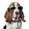 Basset hound puppy wearing dark sunglasses