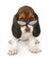 Basset Hound Puppy Wearing Sunglasses