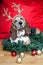 Basset Hound with reindeer antlers at Christmas