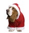 Basset hound in Santa coat, 2 years old