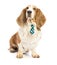 Basset hound is sitting with bleu tie