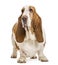 Basset Hound standing and looking away