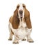 Basset Hound standing and looking at the camera