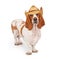 Basset Hound Wearing A Cowboy Hat