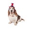 Basset Hound Wearing Patriotic Hat and Tie