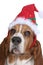 Basset Hound wearing a Santa hat