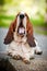 Basset hound yawns