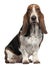 Bassett Hound, 6 years old, sitting