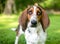 A Bassett Hound dog with ectropion