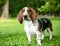 A Bassett Hound dog with ectropion
