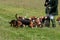 Bassett Hound pack off to hunting display. Concept of working dogs