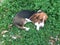 Bassett Hound Relaxing