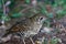 Bassian Thrush in Queensland Australia