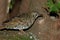 Bassian Thrush in Queensland Australia