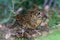 Bassian Thrush in Queensland Australia