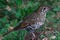 Bassian Thrush in Queensland Australia