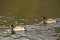 Bassin de la Muette - Elancourt â€“ France - Ducks which swim in a lake close to a forest. The nature is beautiful.