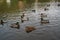 Bassin de la Muette - Elancourt â€“ France - Ducks which swim in a lake close to a forest. The nature is beautiful.