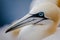 Basstoelpel bruetend auf Helgoland, Breeding Gannets of Heligoland